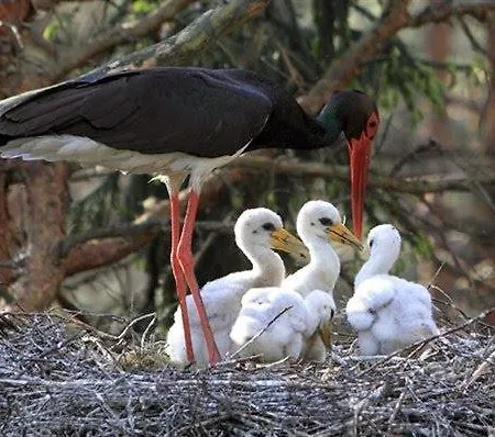 Quinta Arribas * Abrantes