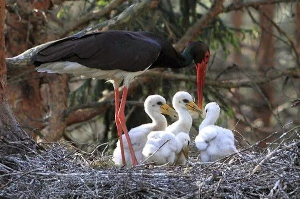 Quinta Arribas * آبرانتس